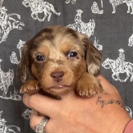 Girl 1 - Dapple female Dachshund puppy in Las Cruces, New Mexico from Bootheel Doxies