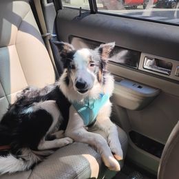 Australian Shepherd, Border Collie, and Sporty Mix All Grown Up from Fika Herders