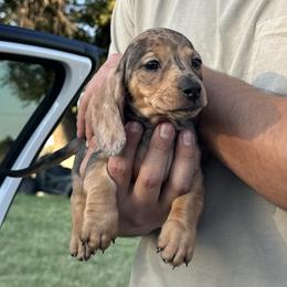 Dachshund Puppies from Story Dachshunds