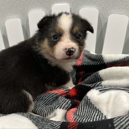 Stella - female Pembroke Welsh Corgi puppy in Hillsboro, Missouri from Crawford Ranch Canines