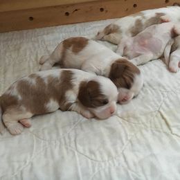 Cavalier King Charles Spaniel Puppies from Karlee Gray Stone Cavaliers