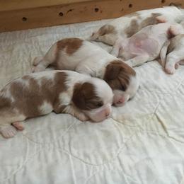Cavalier King Charles Spaniel Puppies from Karlee Gray Stone Cavaliers