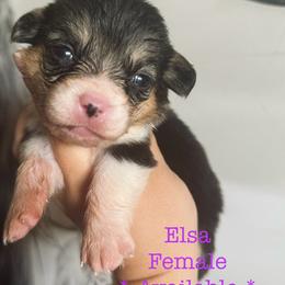 American Corgi Puppies from 5H Corgis