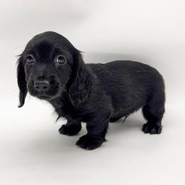 Cosmo (solid black) - Black male Dachshund puppy in Waddell, Arizona from Neu Doxies