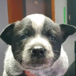 Full mask n - Blue speckled female Australian Cattle Dog puppy in Lenoir, North Carolina from Blue Coyote Ranch