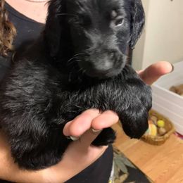 Goldendoodle Puppies from Izzy's Doodles