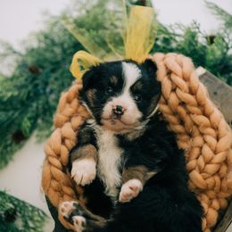 Aussiedoodle, Goldendoodle, and Miniature American Shepherd Puppies from Myers Desert Doodles