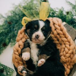 Aussiedoodle, Goldendoodle, and Miniature American Shepherd Puppies from Myers Desert Doodles