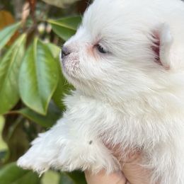 FROSTY - White male Pomeranian puppy in Interlachen, Florida from DK DARLINGS