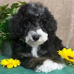 London - female Australian Mountain Doodle puppy in Seymour, Missouri from D and D’s Dandy Doodles