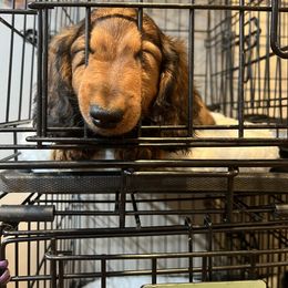 Dachshund Puppies from Miniature Dreams Dachshunds