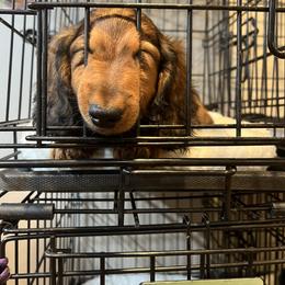 Dachshund Puppies from Miniature Dreams Dachshunds
