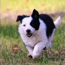 Joan - Black and white female Border Collie puppy in Custer, South Dakota from Pinpoint Border Collies