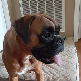 Cora - Boxer