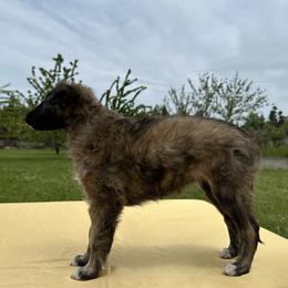 Silken Windhound Puppies from Luminous Silken Windhounds