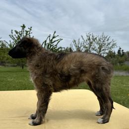 Silken Windhound Puppies from Luminous Silken Windhounds