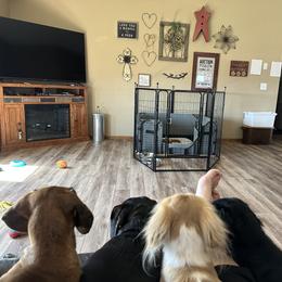 Dachshund All Grown Up from Half Pint Doxies