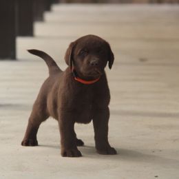 Labrador Retriever Puppies from Ivy Leash Labradors