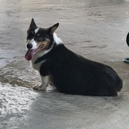 Jewel  - Pembroke Welsh Corgi