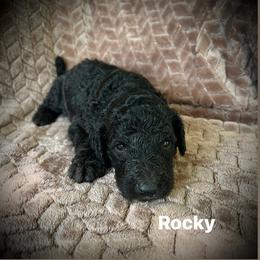 Rocky - Black male Poodle puppy in Athens, Georgia from Alexander’s Standard Poodles