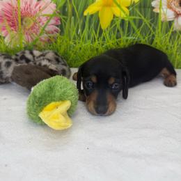 Budgie - Black and tan female Dachshund puppy in Palm Bay, Florida from Anastasia’s Royal Weenies