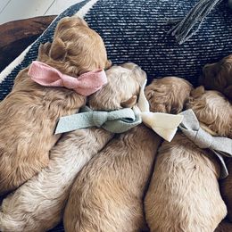 Labradoodles from News Mini Doodles