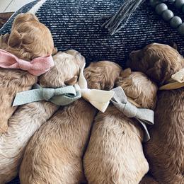 Labradoodles from News Mini Doodles