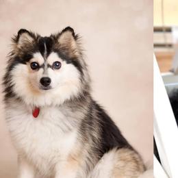 Reign - Pomsky