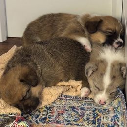 American Corgi Puppies from Montgomery Corgis