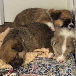 American Corgi Puppies from Montgomery Corgis