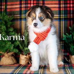 CHARLOTTE(Karma)- sold - Blue merle female Miniature American Shepherd puppy in Puyallup, Washington from TRAILS END (FERGI’S) GEMINI