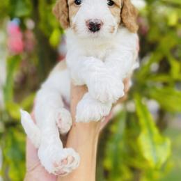 Goldendoodle Puppies from Aloha Sunset Doodles, LLC