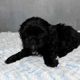 Rocky - Black male Shih Tzu puppy in Ocala, Florida from Mimi's Shih-tzus of Ocala