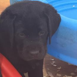 Boy 3 teal collar - Black male Labrador Retriever puppy in Ledyard, Connecticut from Outback Stables