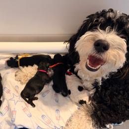 Duke (Orange) - Phantom male Bernedoodle puppy in Peoria, Arizona from Wroth's Paws