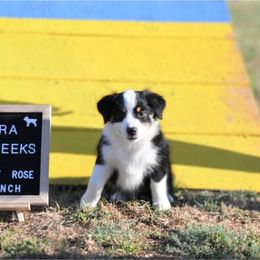 Elora - Black tri Miniature American Shepherd puppy in Springtown, Texas from Rusty Rose Ranch Mini Aussies and Mini American Shepherds