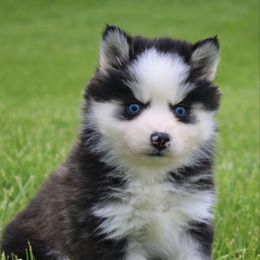 Fifi 2,000 - Gray and white female Pomsky puppy in Apple Creek, Ohio from Luxe Pomskies & Bernedoodles