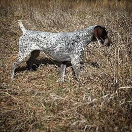 Envy - German Shorthaired Pointer