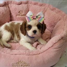Brandy - Blenheim female Cavalier King Charles Spaniel puppy in Pennsylvania from Julie's Cavalier King Charles Spaniels