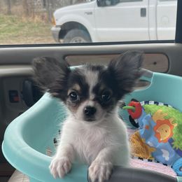 Chihuahua and Dachshund Puppies from Blue Tails Farm