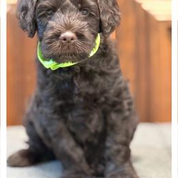 Mister Lime - Chocolate male Australian Labradoodle puppy in Wake Forest, North Carolina from Lucky Country Labradoodles