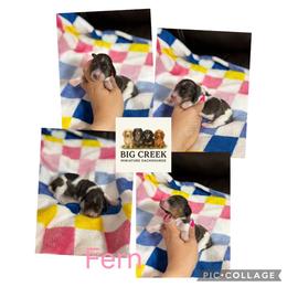 Fern - Piebald female Dachshund puppy in Durant, Oklahoma from Big Creek Mini Dachshund