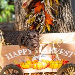Turnip - Brown female Poodle puppy in Spring Branch, Texas from Mezzo Poodles