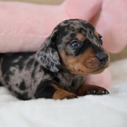 Cookie - Dapple female Dachshund puppy in Jurupa Valley, California from Divine Doxies