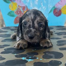 Jack - Dapple male Dachshund puppy in Hawley, Texas from Foxy’s Dachshunds & Toy Aussies
