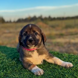 4D Strictly Business (Pink) - Fawn female Anatolian Shepherd Dog puppy in Spokane, Washington from 4D Cattle Dogs