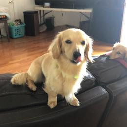 Tucker - Dachshund