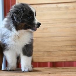 Clyde - Blue merle male Australian Shepherd puppy in Wichita Falls, Texas from Spotted Mule Aussies