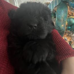 Newfoundland Puppies from Burning Embers Newfoundlands