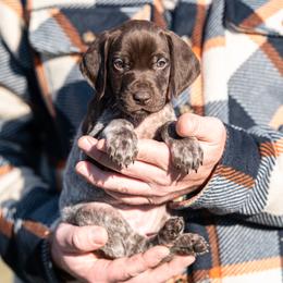 Girl 1 - Liver roan female German Shorthaired Pointer puppy in Greensburg, Kentucky from Nosam Kennels- Hungarian Vizslas, and German Shorthairs Located in Kentucky
